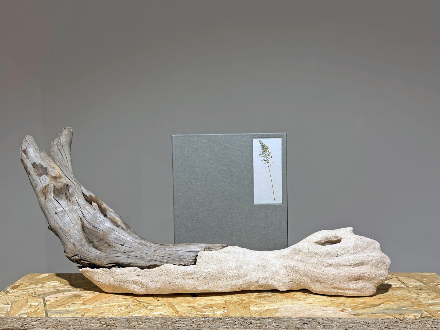 Martyna Miller opowiada w Weekend FM o książce "Brak lasu" i zaprasza na dzisiejsze (16.03) spotkanie do chojnickiej biblioteki