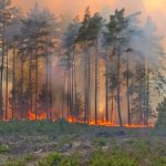 fot. Nadleśnictwo Lipusz